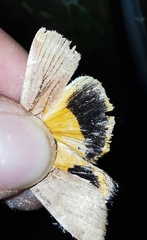 Noctua fimbriata