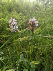 Dactylorhiza