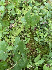 Rubus allegheniensis