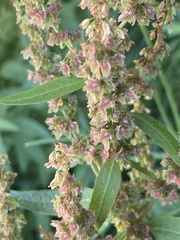 Rumex salicifolius