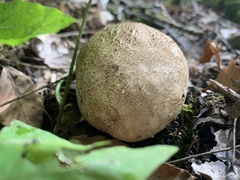 Scleroderma areolatum
