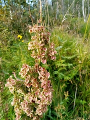 Rumex longifolius