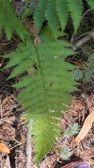 Dryopteris arguta