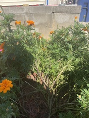 Tagetes erecta