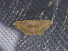 Semiothisa drepanata