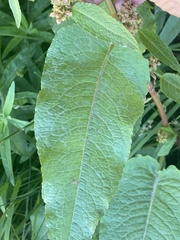 Rumex salicifolius