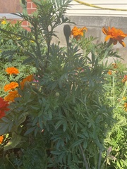 Tagetes erecta