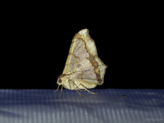 Semiothisa drepanata