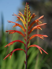 Chasmanthe floribunda
