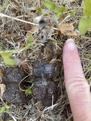 Urocyon cinereoargenteus