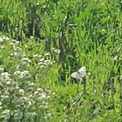 Pieris rapae