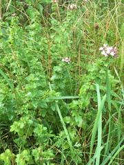 Origanum vulgare