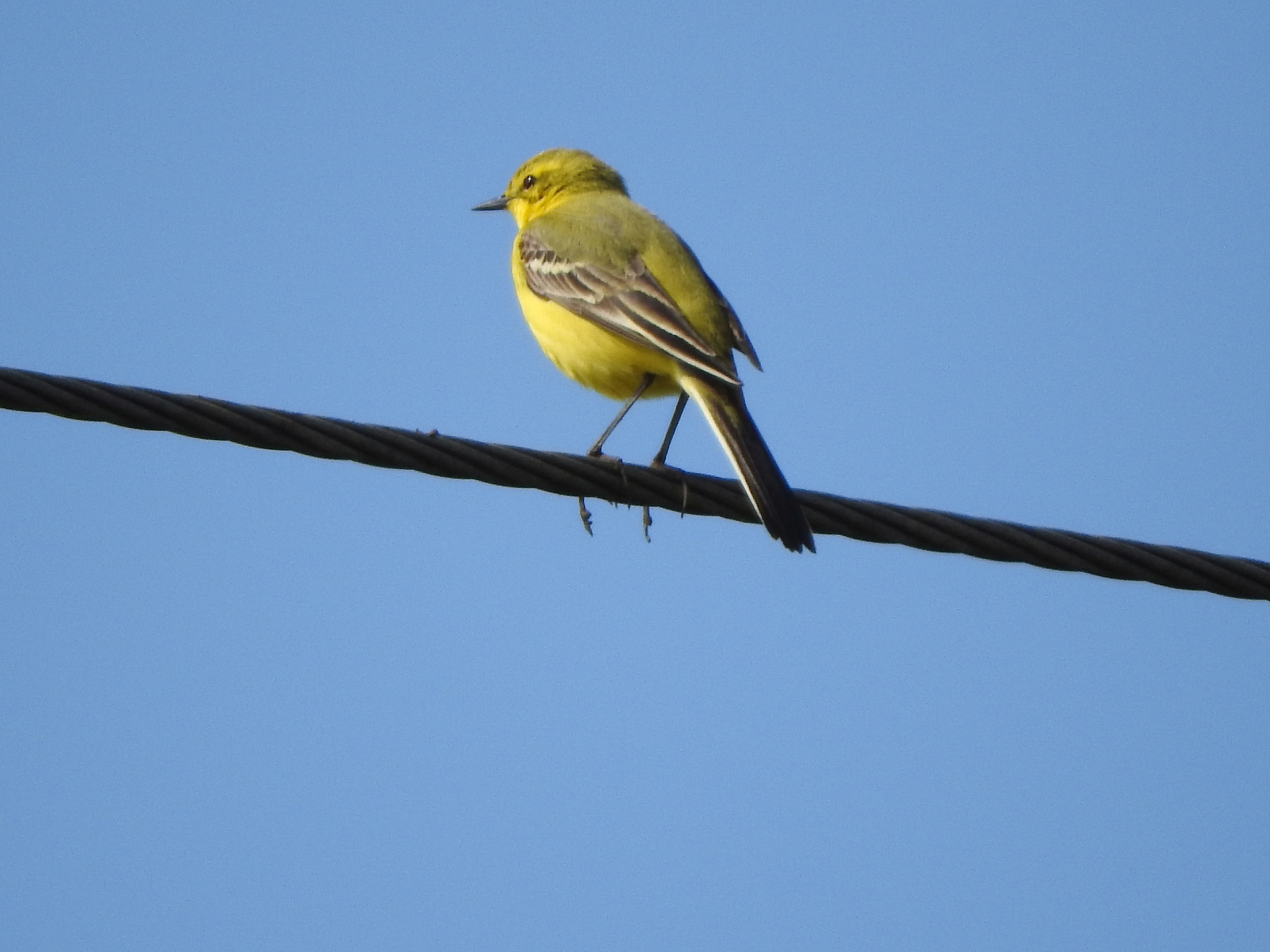 Western Yellow Wagtail