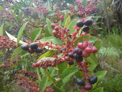 Gaultheria