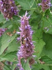 Anthidium manicatum