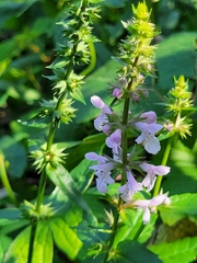 Stachys palustris