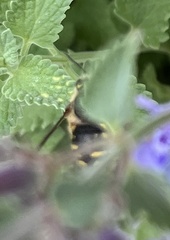 Anthidium manicatum