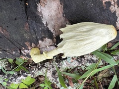 Leucocoprinus flavescens