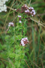 Origanum vulgare