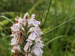 Dactylorhiza
