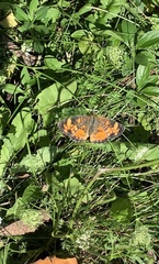 Phyciodes cocyta