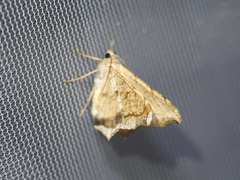 Semiothisa drepanata