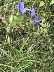 Gentianopsis crinita