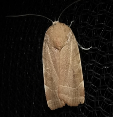 Noctua fimbriata