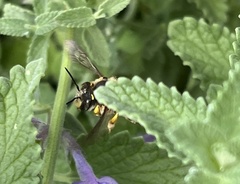 Anthidium manicatum