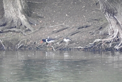Haematopus ostralegus