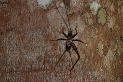 Gryllidae