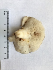 Bresadolia craterella