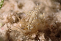 Dondice occidentalis