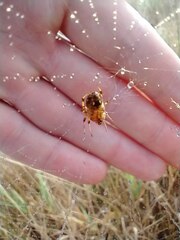 Neoscona arabesca