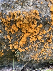 Candelaria concolor