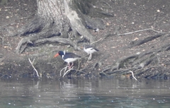 Haematopus ostralegus