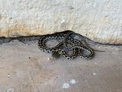 Thamnophis marcianus