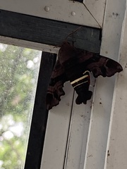 Amphion floridensis