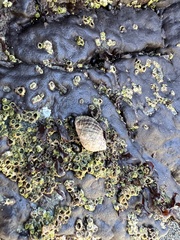 Muricidae