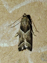 Nyctegretis lineana
