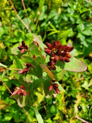 Hypericum fraseri
