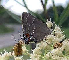 Parrhasius moctezuma