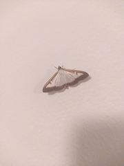 Cydalima perspectalis
