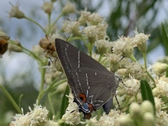 Parrhasius moctezuma