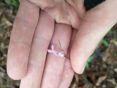 Hylodesmum nudiflorum