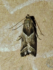 Nyctegretis lineana