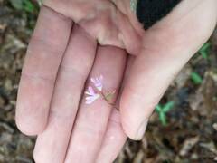 Hylodesmum nudiflorum