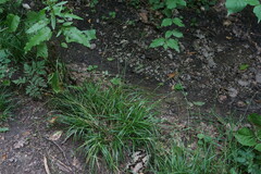 Carex leersii
