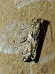 Nyctegretis lineana