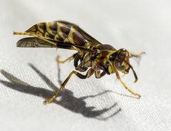 Polistes exclamans